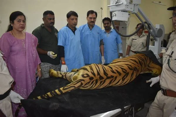 वन विहार रेस्क्यू सेंटर में बाघ युवराज के उपचार का विज्ञप्ति चित्र